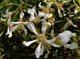 Sunny day Poncirus flower